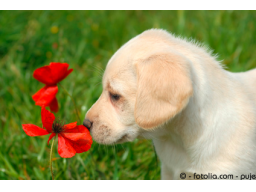 Webinar: Bachblüten für Tiere - eine Einführung