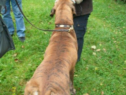 Webinar: Sachkunde Hund - Rund um den Welpen