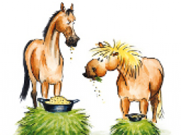 Webinar: Wenn es mal wieder läuft - Kotwasser bei Pferden Teil 2