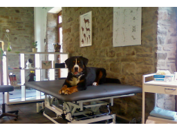 Webinar: Blutegeltherapie beim Hund