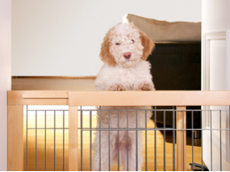 Webinar: Sicherheit zu Hause mit Hund & Baby - Sicher durchs Krabbelalter