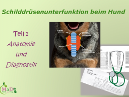 Webinar: Schilddrüsenunterfunktion beim Hund Teil 1 / 2