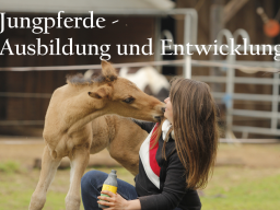 Webinar: Jungpferde - Entwicklung und tiergerechte Ausbildung