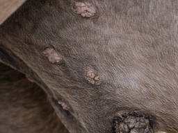 Equines Sarkoid-Alternative Unterstützung