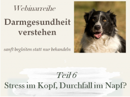 Stress im Kopf, Durchfall im Napf?