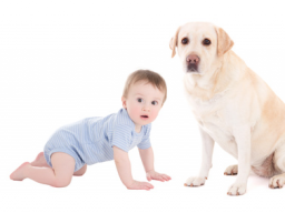 Webinar: *Onlinekurs  für Schwangere mit Hund *- Zusammenführung Hund & Baby - Hund auf Baby vorbereiten