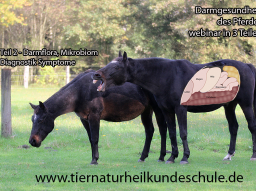 Darmgesundheit und -sanierung Pferd Teil 2