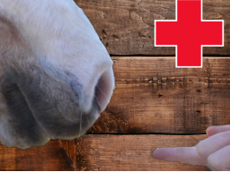 Webinar: Erste Hilfe mit homöopathischen Mitteln beim Pferd