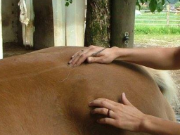 Webinar: Ein entspannter Rücken für Pferd und Hund