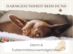 Webinarreihe Darmgesundheit beim Hund - Darm & Futtermittelunverträglichkeit