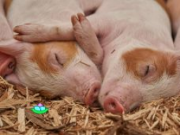 Anders Fasten mit Birgitt 2026 (Teil 3 von 7): Schlaf und Ruhe