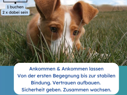 Webinar: Das Geheimnis der Auslandshunde und der Weg zum Happy End !