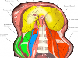 Webinar: Diaphragma - zentrale Spannungsregulation