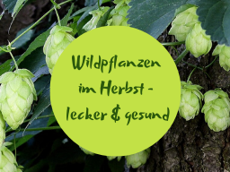Webinar: Wildpflanzen im Herbst - lecker und gesund