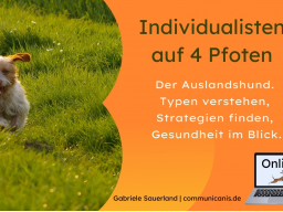 Webinar: Individualisten auf 4 Pfoten. Der Auslandshund.