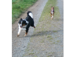 Webinar: Das Training mit mehreren Hunden