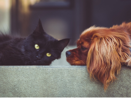 Webinar: Allergien und Unverträglichkeiten bei Hund und Katze