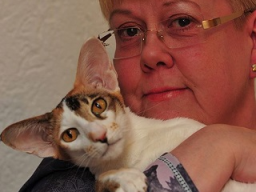 Webinar: Zahnerkrankungen der Katze