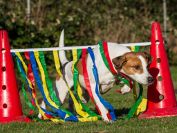 Webinar: Crossdogging für Hundetrainer