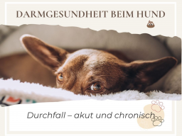 Webinarreihe Darmgesundheit beim Hund - Durchfall: akut und chronisch