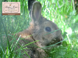 Webinar: Kräuterapotheke für Kaninchen & Meerschweinchen