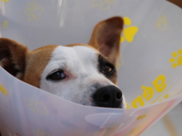 Webinar: Fälle aus der Tierheilpraxis Patient: Hund