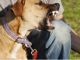 Webinar: Aggressionen beim Hund