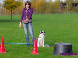 Webinar: Crossdogging für Hundetrainer - Optimierung der Stunde