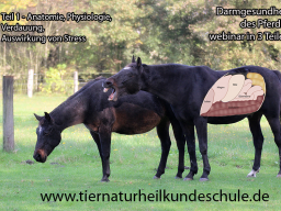 Webinar: Darmgesundheit und -sanierung Pferd Teil 1