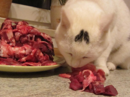 Webinar: Katzenernährungsberater
