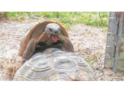 Webinar: Das "Turtle Sponsering"