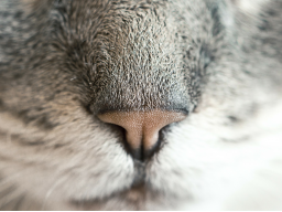 Webinar: Aromatherapie für Tiere - Basics