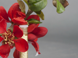 Webinar: Einführung in die C4-homöopathische Baumapotheke "Barbara-Blüten"