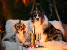 Webinar: Tierische Angst vor Silvester? Muss nicht sein!