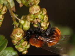 Webinar: Wildbienen fördern in Gemeinschaftsgärten