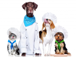 Webinar: Artgerecht Kochen für Hund und Katze