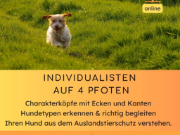 Individualisten auf 4 Pfoten. Der Auslandshund.