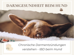 Chronische Darmentzündungen verstehen - IBD beim Hund