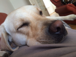 Webinar: Wie dein Hund Ruhe findet