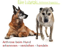 Webinar: Endstation Arthrose - für Hunde