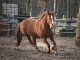 Webinar: Myopathien beim Pferd