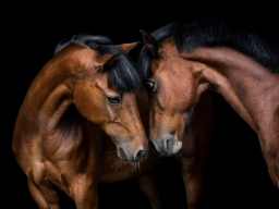 Webinar: Pferdefotografie vor schwarzem Hintergrund - Edle Portraits mit einfachen Mitteln