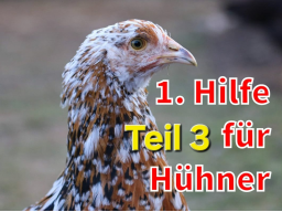 Webinar: Erste Hilfe für Hühner - Teil 3
