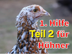 Webinar: Erste Hilfe für Hühner Teil 2