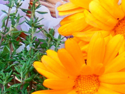 Kräuterwein für deine Gesundheit