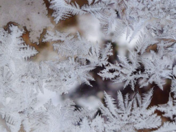 Webinar: Der Winter im Koiteich und seine Herausforderungen