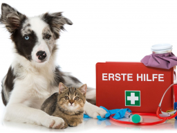 Webinar: Tierisch gut versorgt: die Hausapotheke für deinen Hund/deine Katze