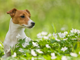 Webinar: Homöopathie für Hunde
