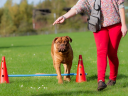 Webinar: Crossdogging Einsteigerseminar für Hundetrainer