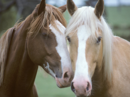Webinar: Basics Blockkurs Pferdeakupunkturpunkte für Tierbesitzer